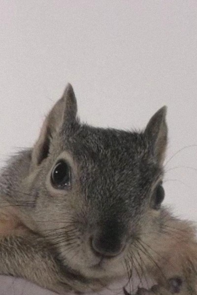 Cubierta de Western Gray Squirrel