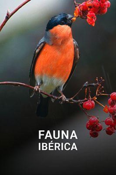 Cubierta de Fauna Ibérica