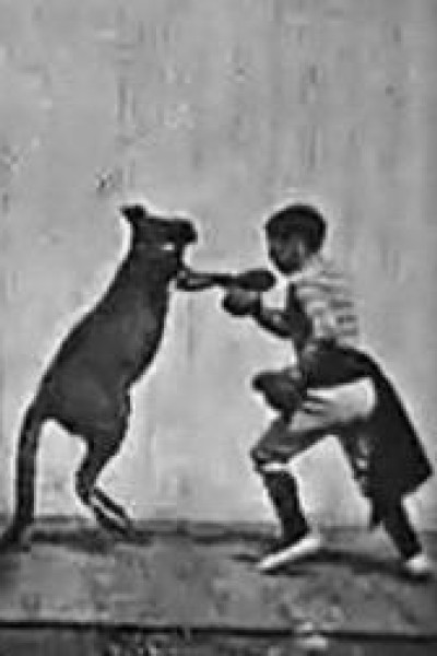 Cubierta de The Boxing Kangaroo