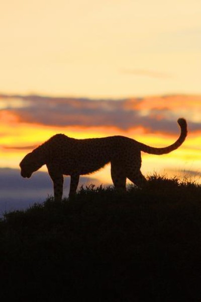 Cubierta de Los cazadores nocturnos de África