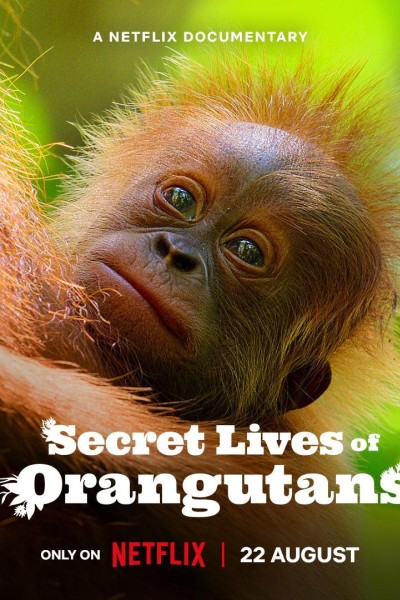 Caratula, cartel, poster o portada de La vida secreta de los orangutanes