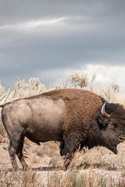 Cubierta de El bisonte: emblema de Estados Unidos