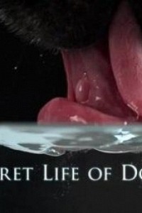 Caratula, cartel, poster o portada de La vida secreta de los perros