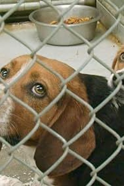 Caratula, cartel, poster o portada de One Nation Under Dog