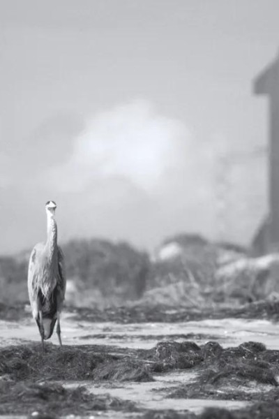 Caratula, cartel, poster o portada de Shifting Baselines