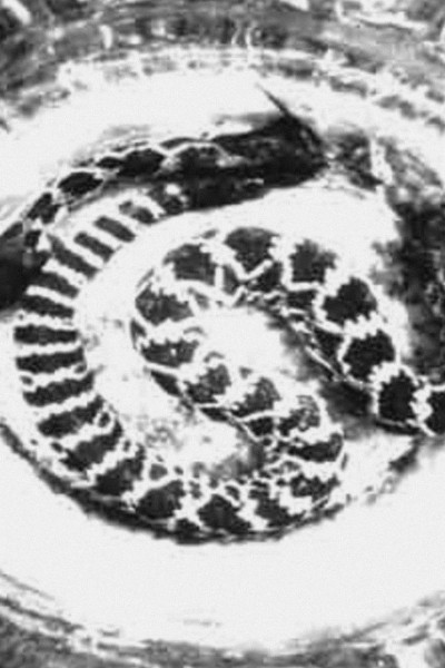 Caratula, cartel, poster o portada de Body Politic (God Melts Bad Meat)