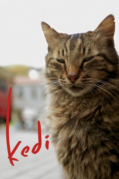 Caratula, cartel, poster o portada de Kedi (Gatos de Estambul)
