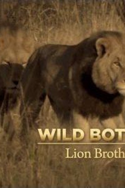 Cubierta de Wild Botswana: Leones al límite
