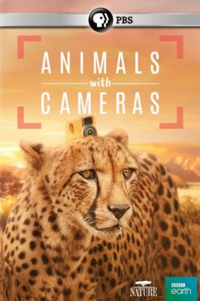 Caratula, cartel, poster o portada de Animales con cámaras