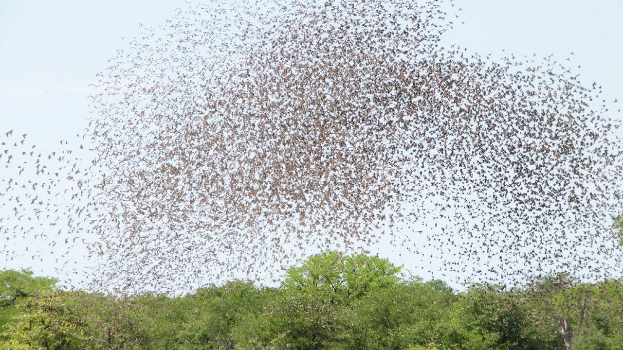 Cubierta de La vida de las aves