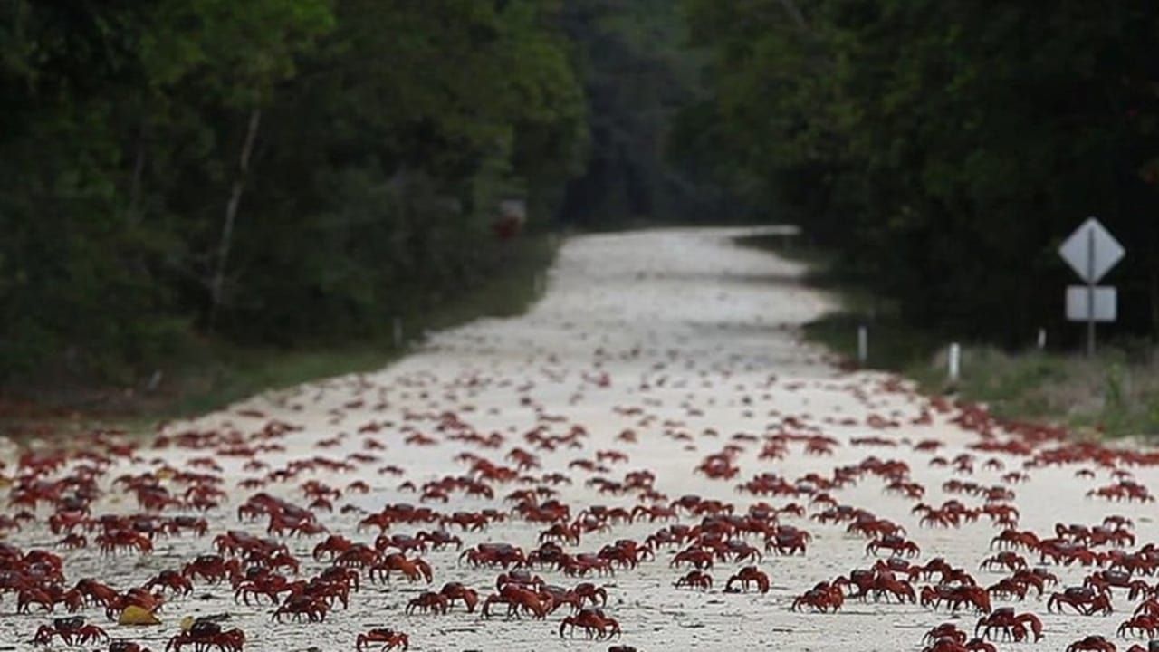 Cubierta de Island of the Hungry Ghosts