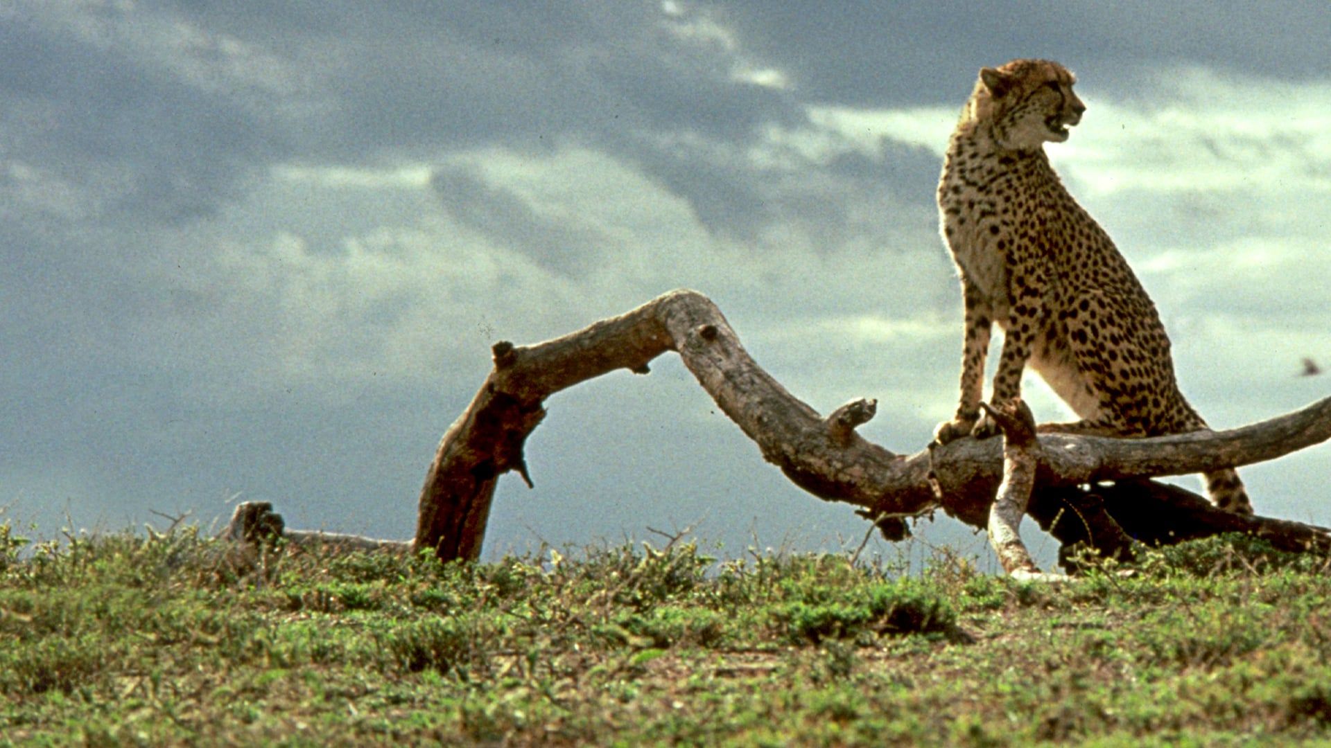 Cubierta de Cheetah, una aventura en la selva