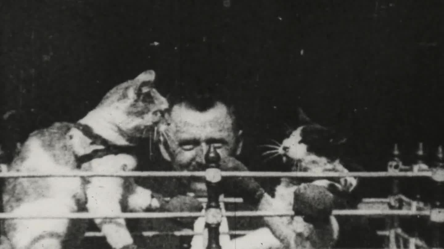 Cubierta de The Boxing Cats