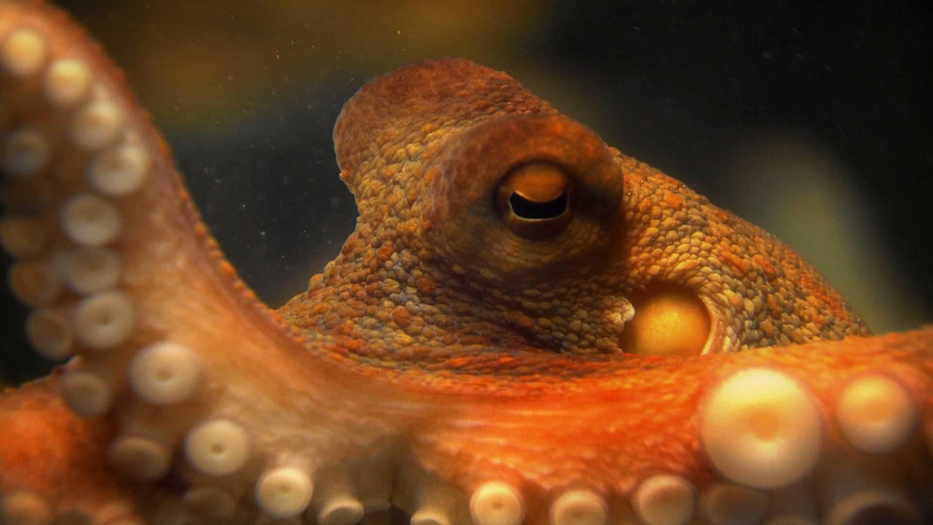 Cubierta de The Life and Times of Paul the Psychic Octopus