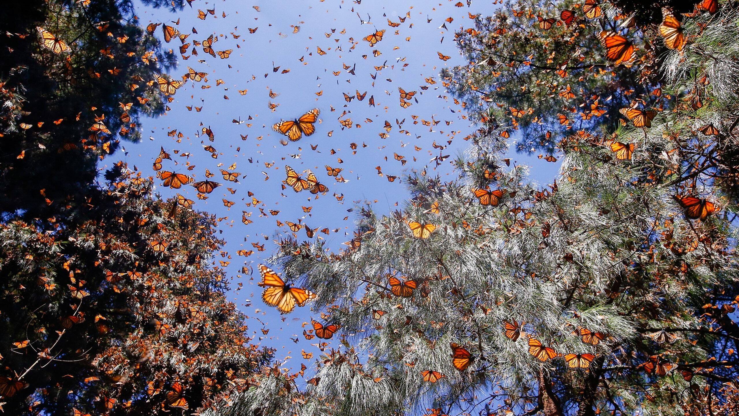 Cubierta de Flight of the Butterflies