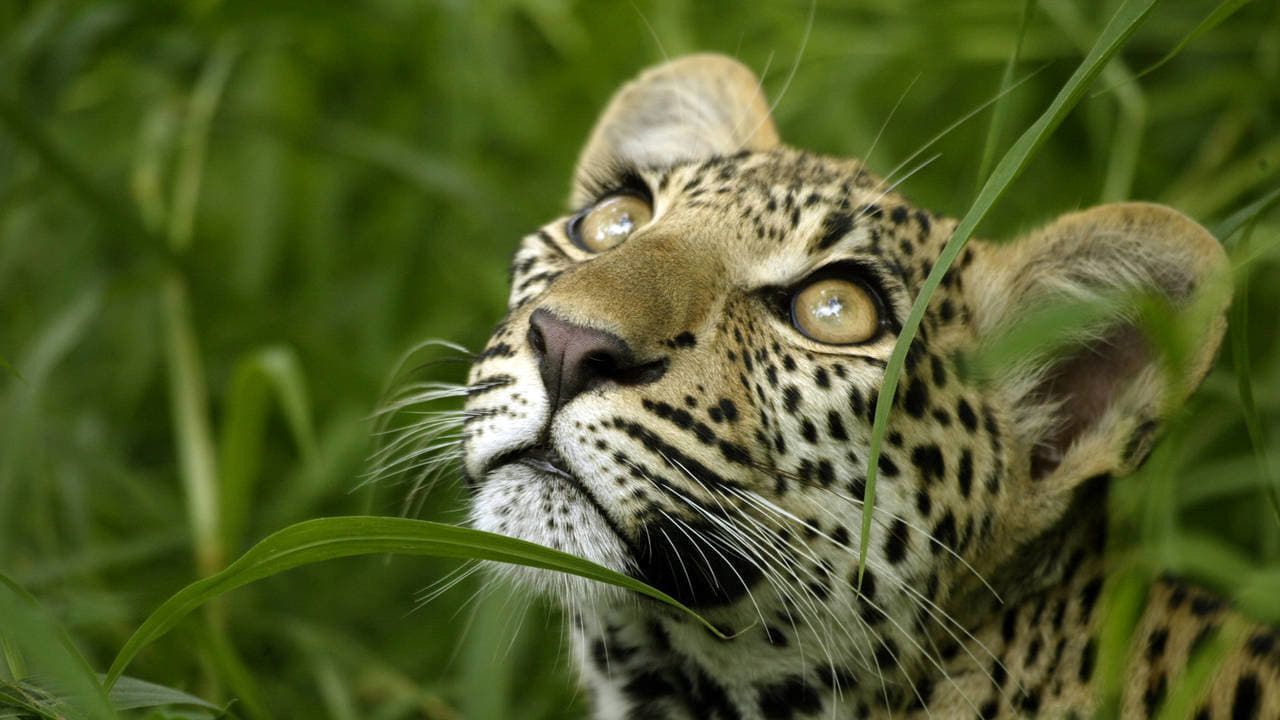 Cubierta de Los ojos del leopardo