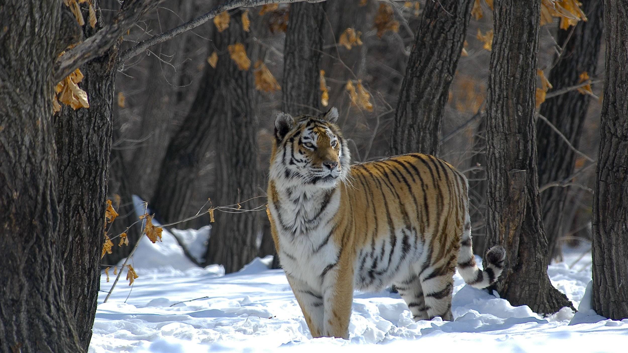 Cubierta de The Real Tiger