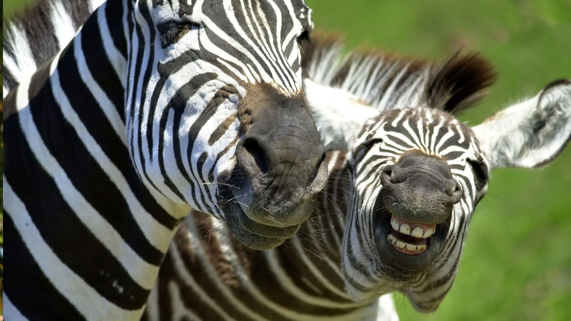 Cubierta de El paraíso viviente (Los animales son gente maravillosa)