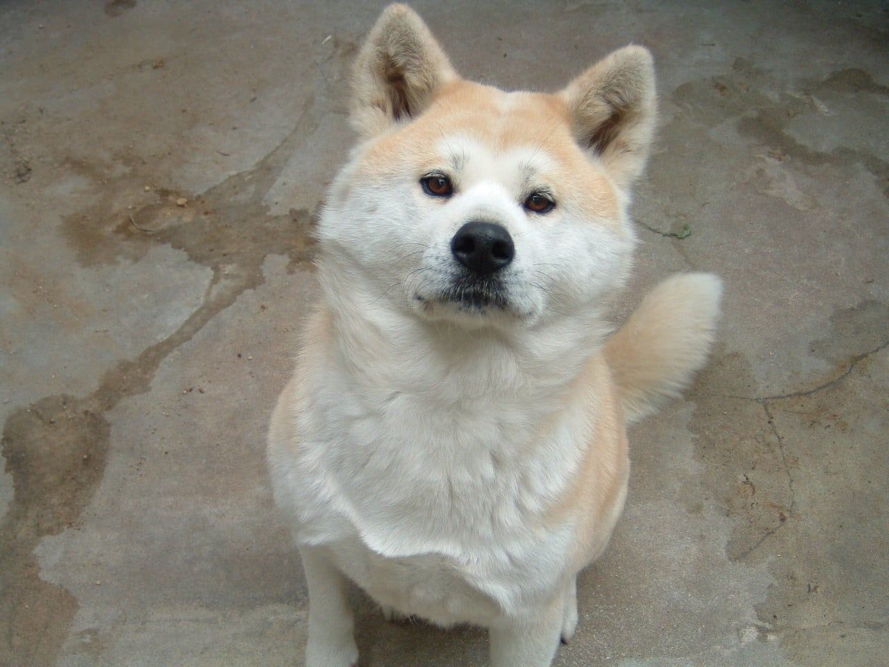 Cubierta de Historia de Hachiko