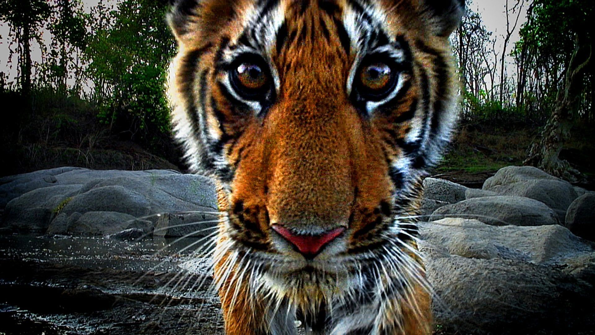 Cubierta de Tiger: Un espía entre los tigres