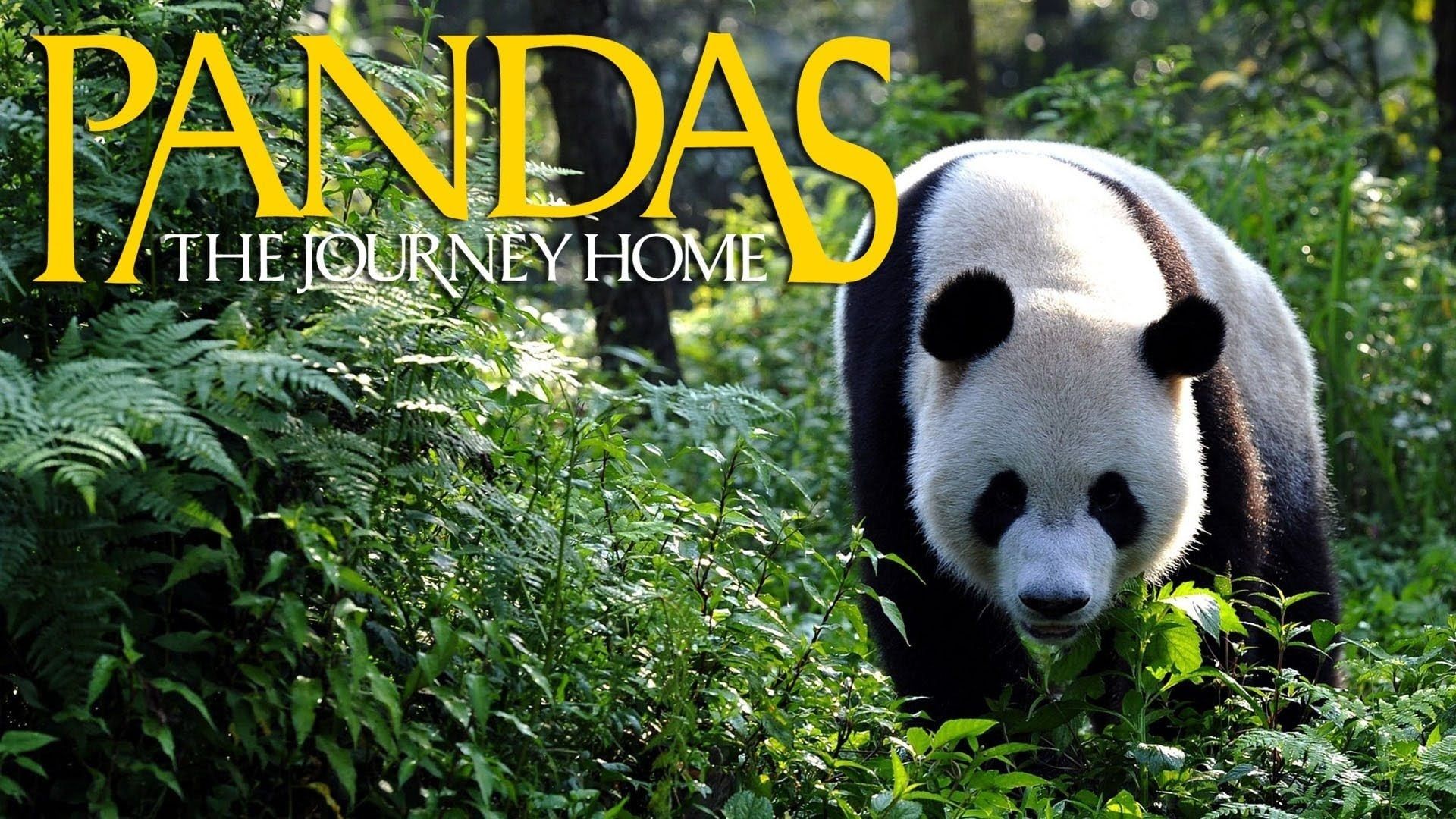 Cubierta de Pandas: The Journey Home