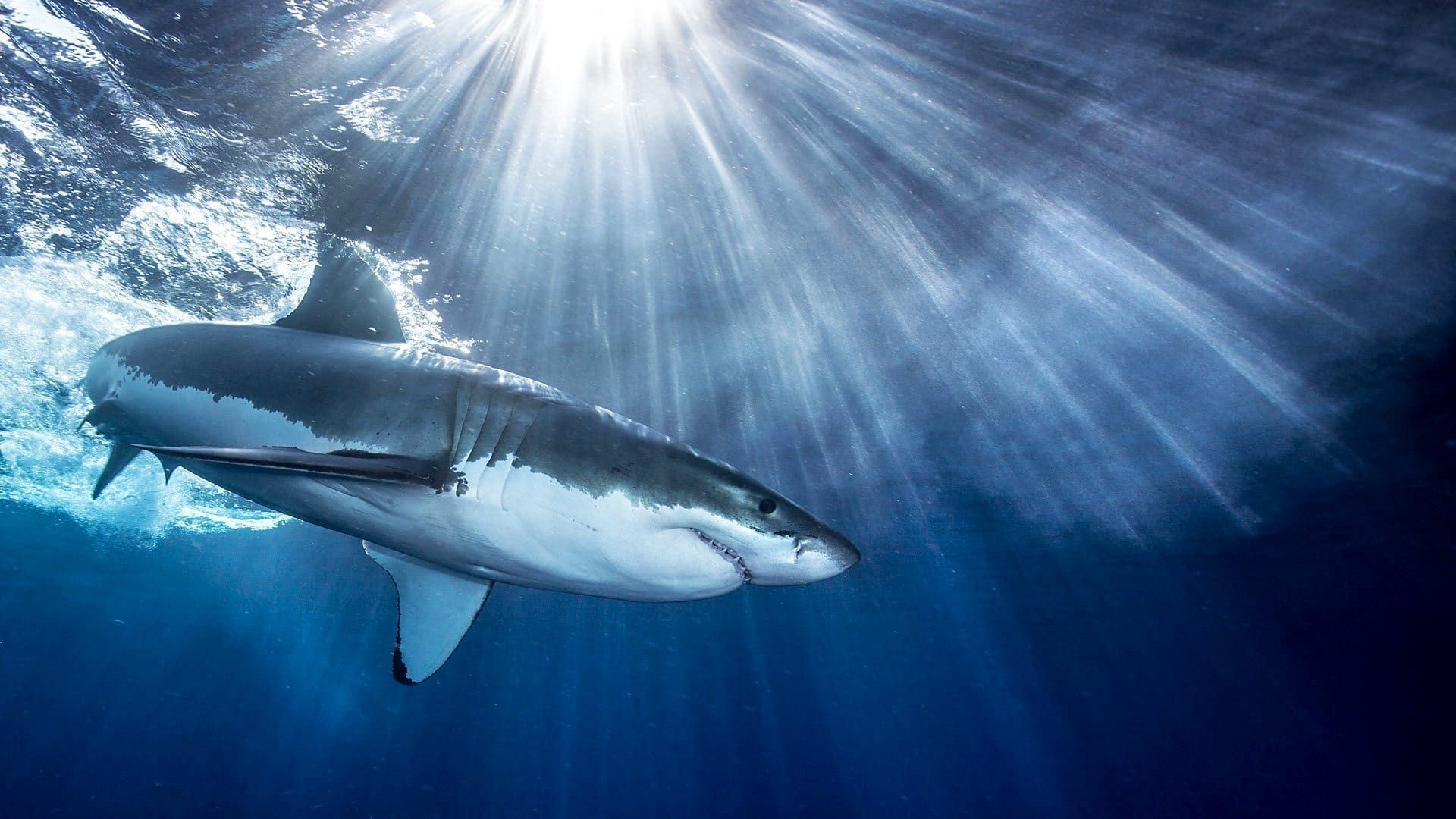 Cubierta de Tiburones