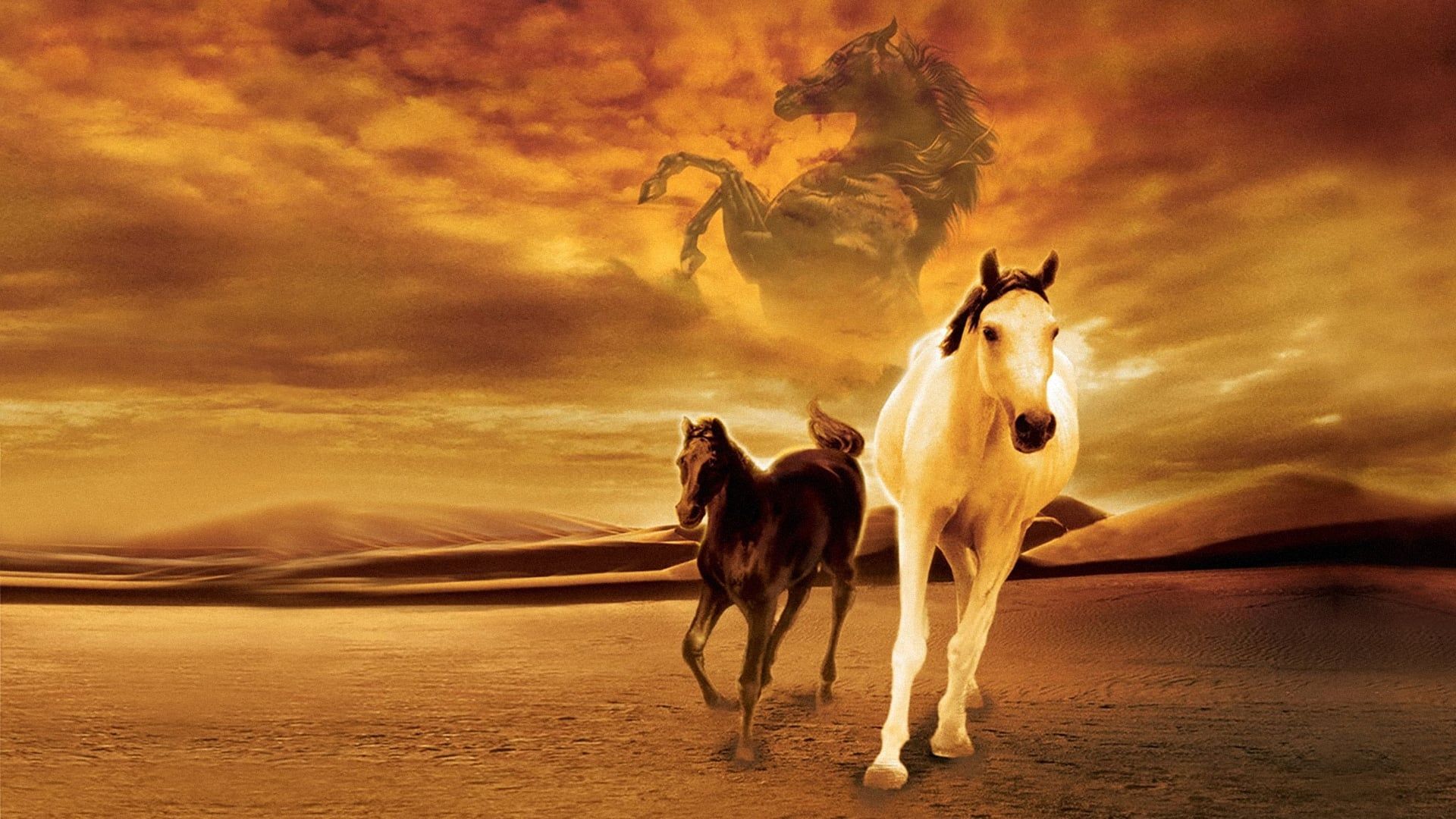 Cubierta de Shetan, el caballo del desierto