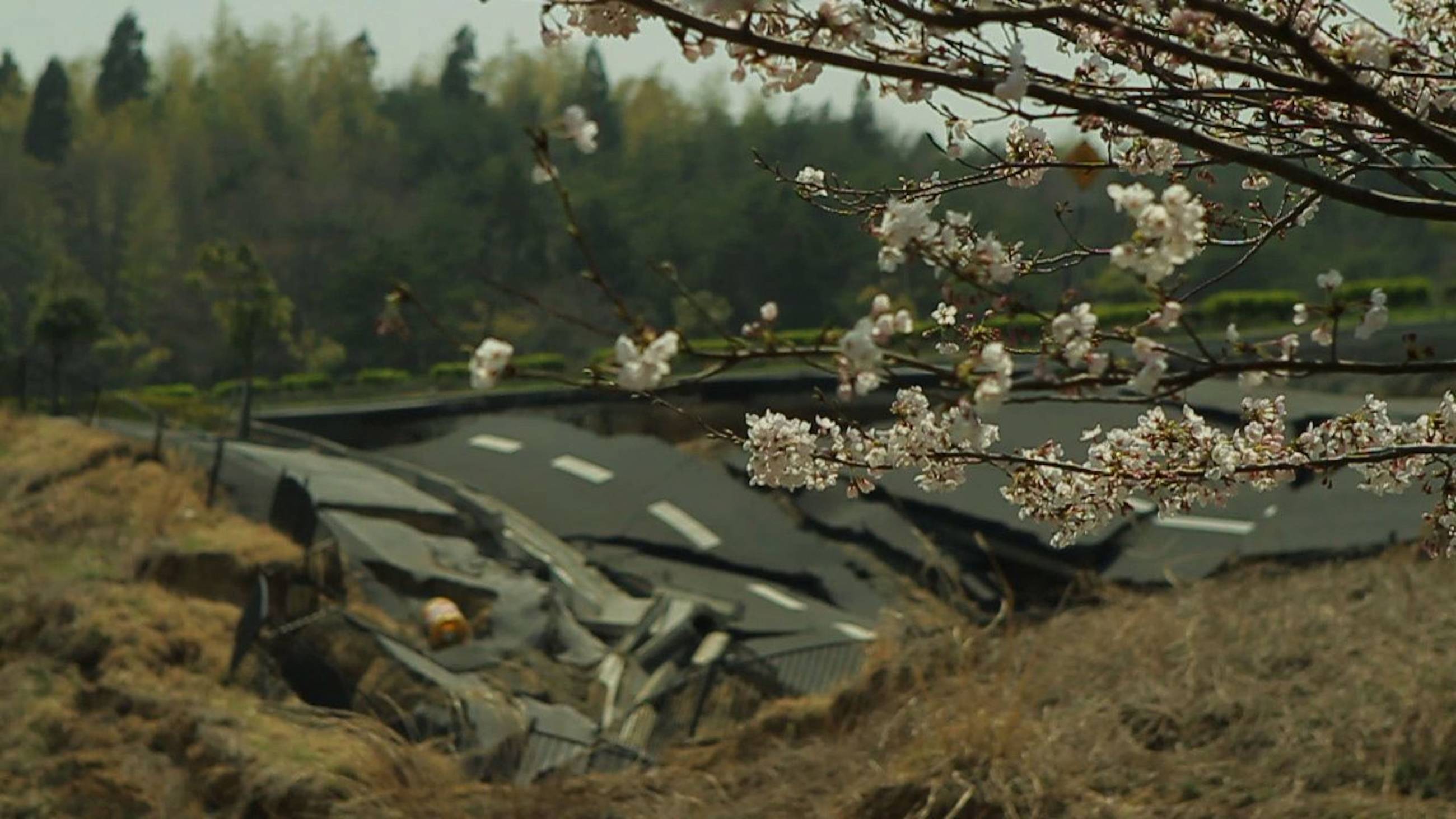 Cubierta de The Tsunami and the Cherry Blossom