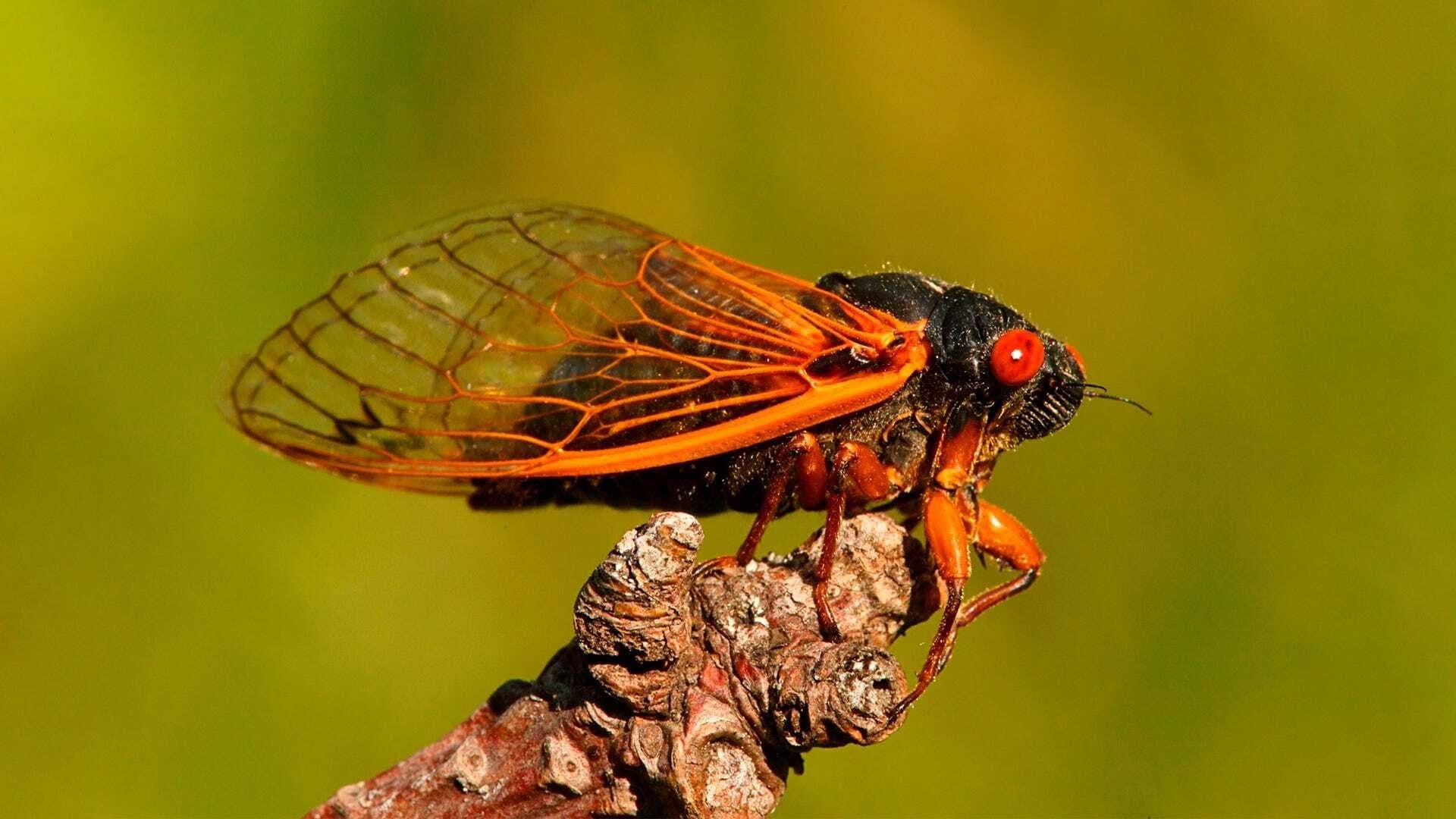 Cubierta de Grandes bichos