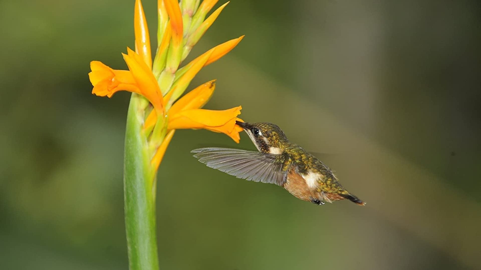 Cubierta de Los colibríes. Preciosos mensajeros