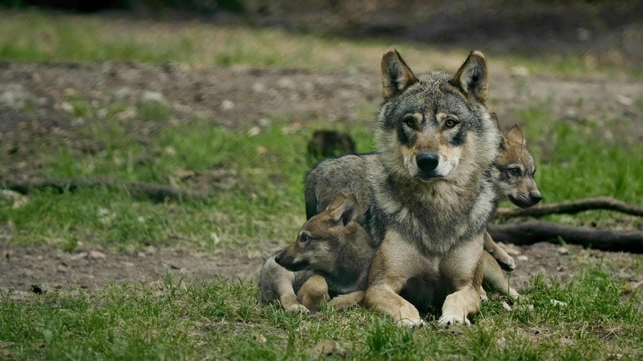 Cubierta de Los súper papás de la naturaleza