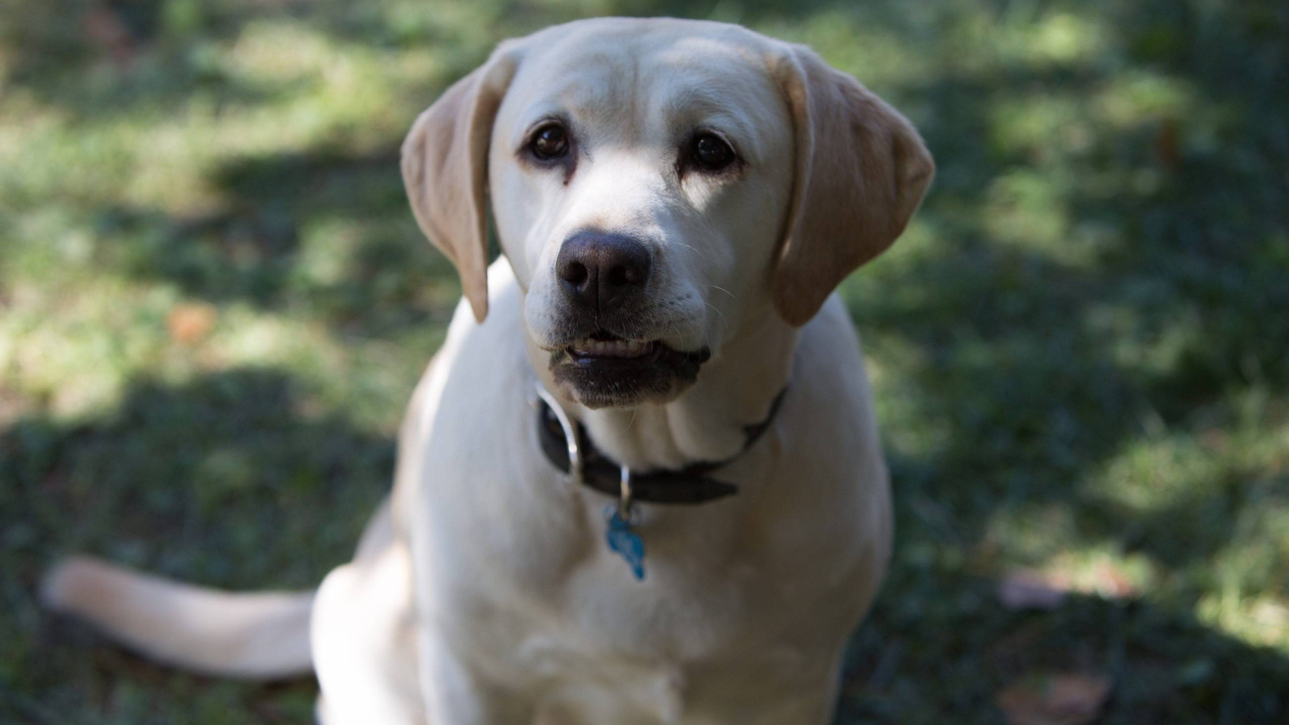 Cubierta de The Dog Who Saved Easter