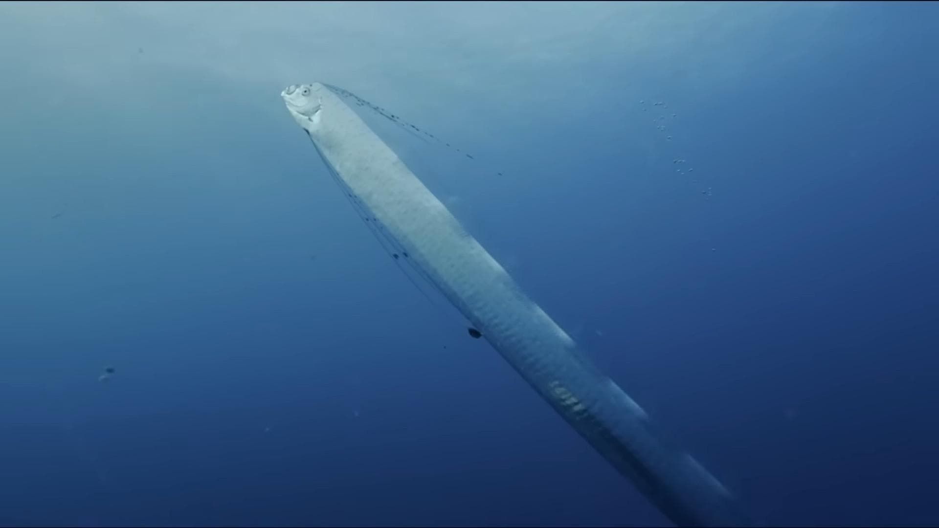 Cubierta de La serpiente marina gigante