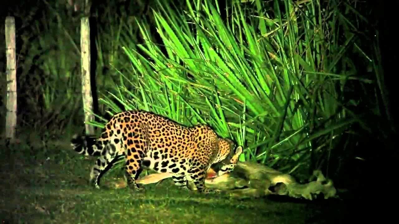 Cubierta de In Search of the Jaguar