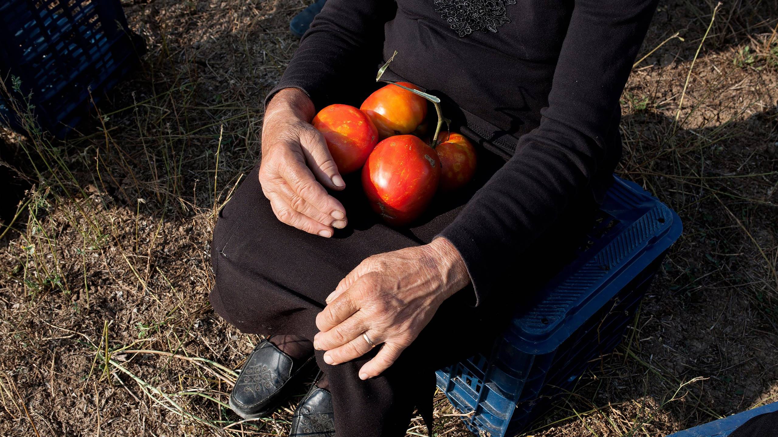 Cubierta de Los tomates escuchan a Wagner