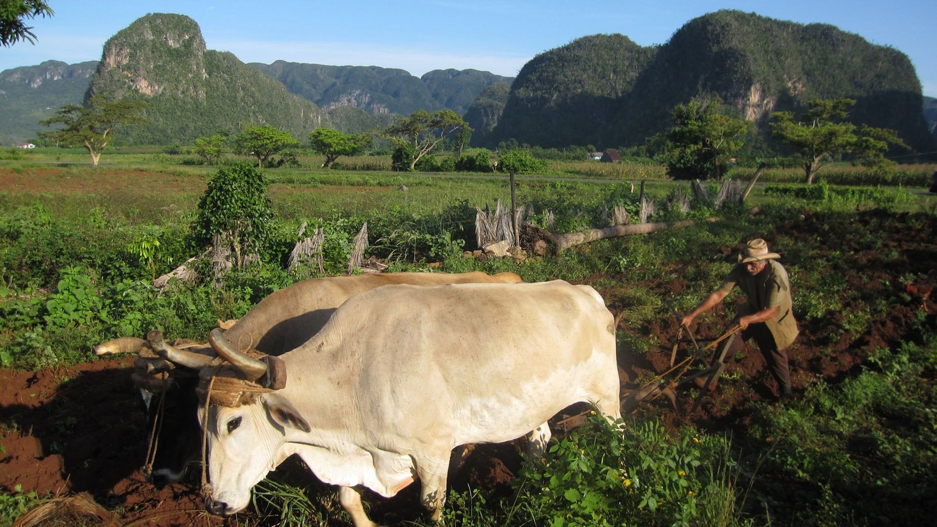 Cubierta de Cuba: The Accidental Eden