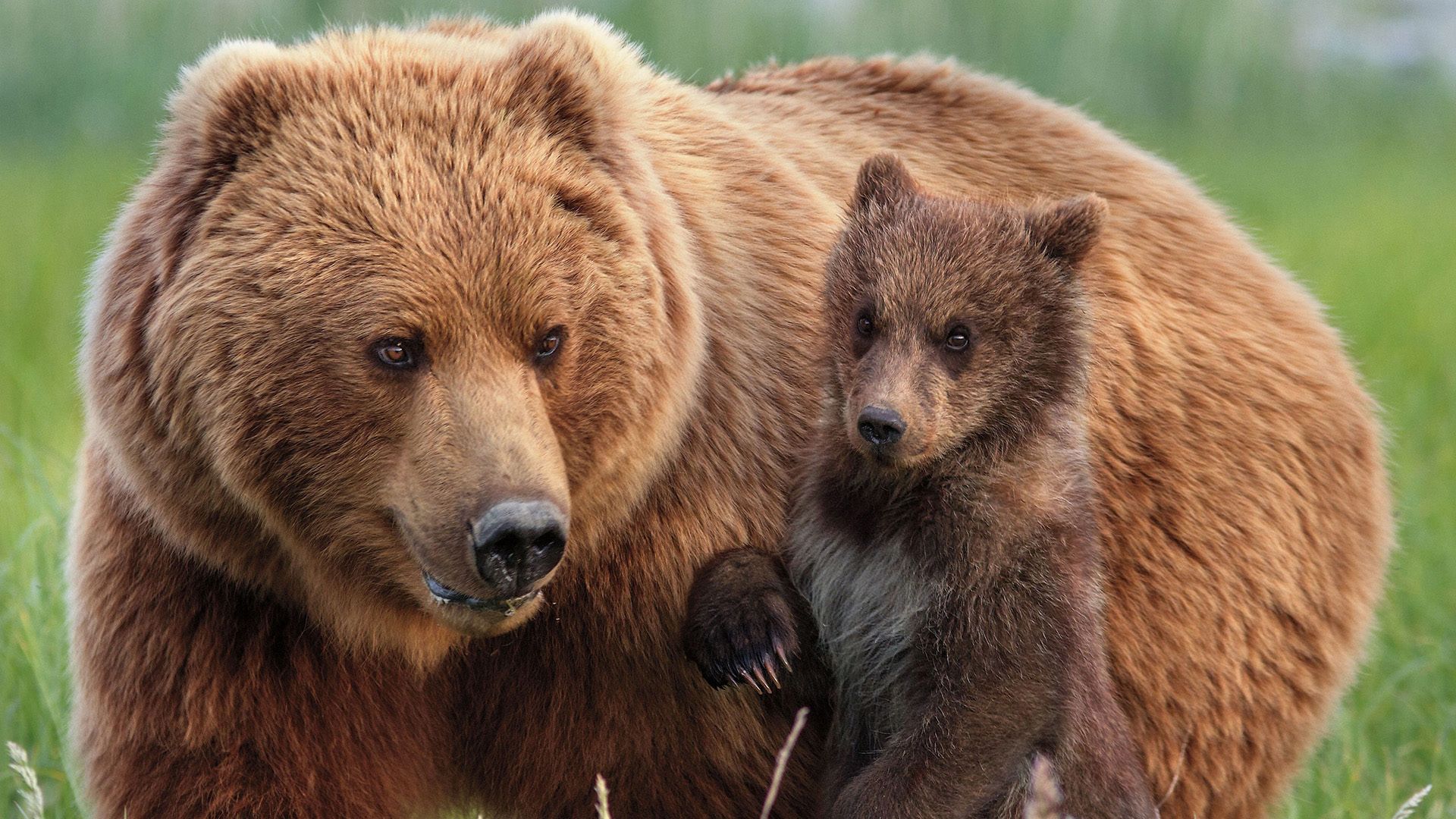 Cubierta de Bears (Osos)