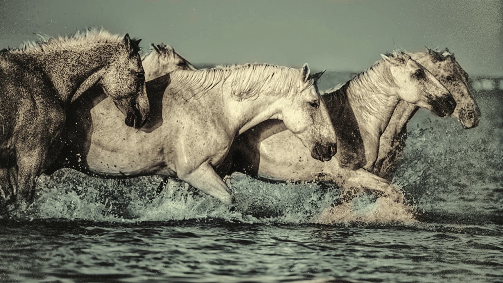 Cubierta de Le songe de chevaux sauvages