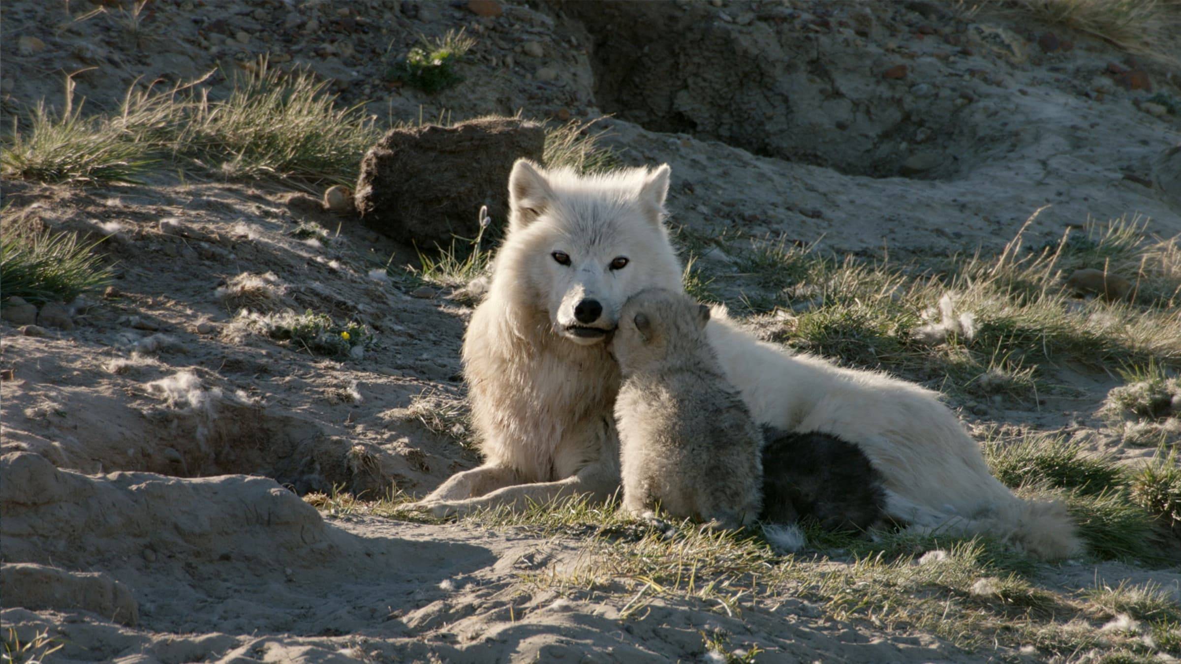 Cubierta de Lobos blancos: Fantasmas del Ártico