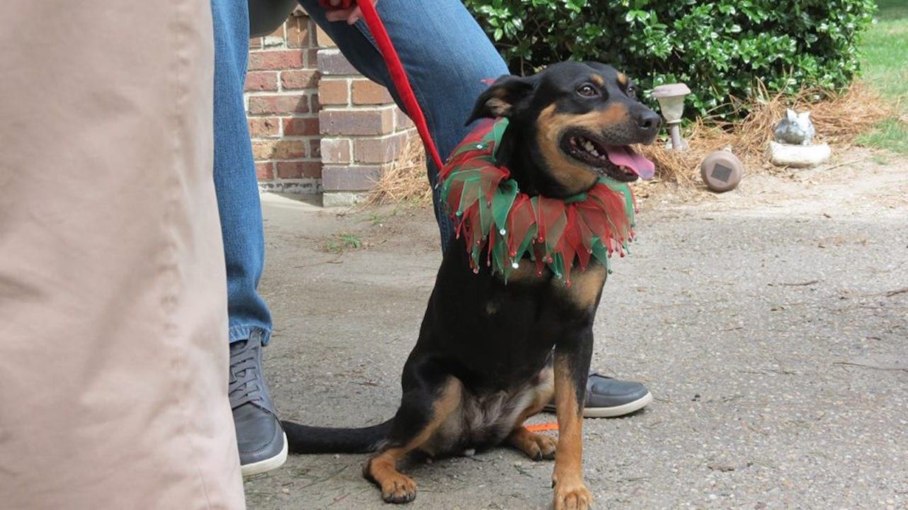 Cubierta de 12 días para Navidad