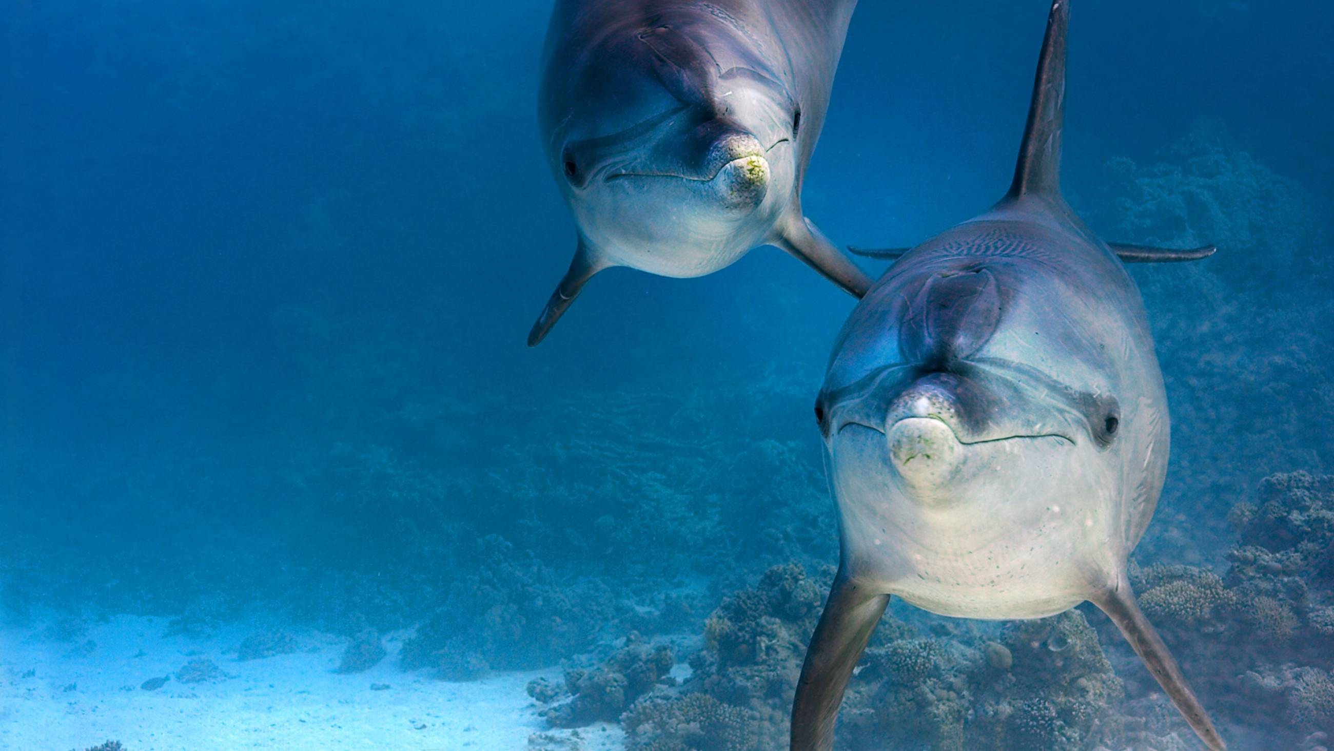 Cubierta de Delfines, la vida en el arrecife