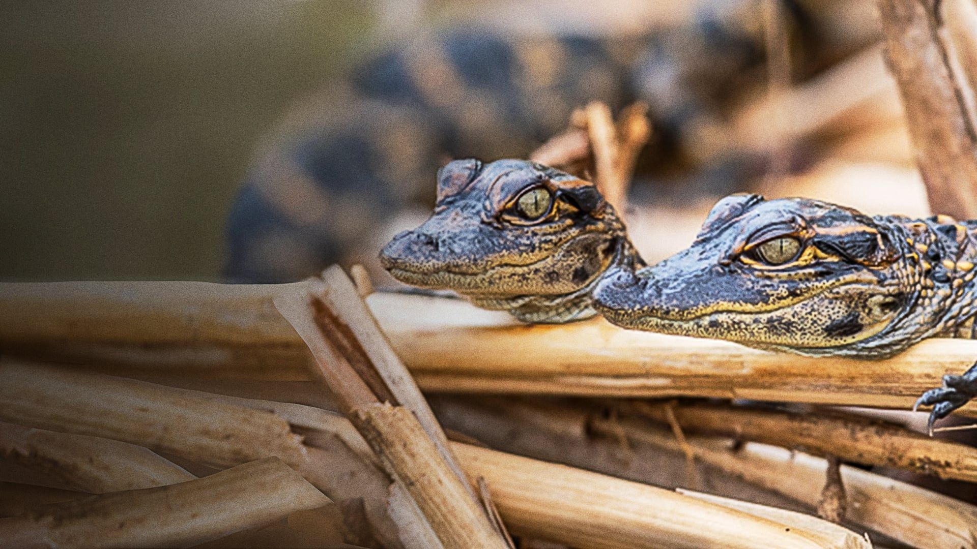 Cubierta de Prowlers of the Everglades