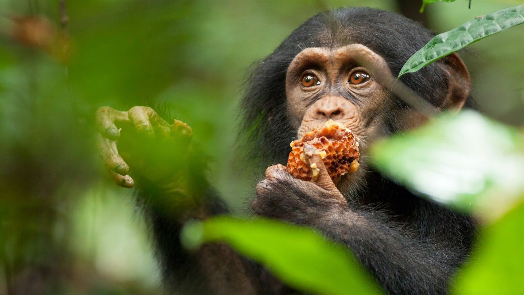 Cubierta de Chimpancés