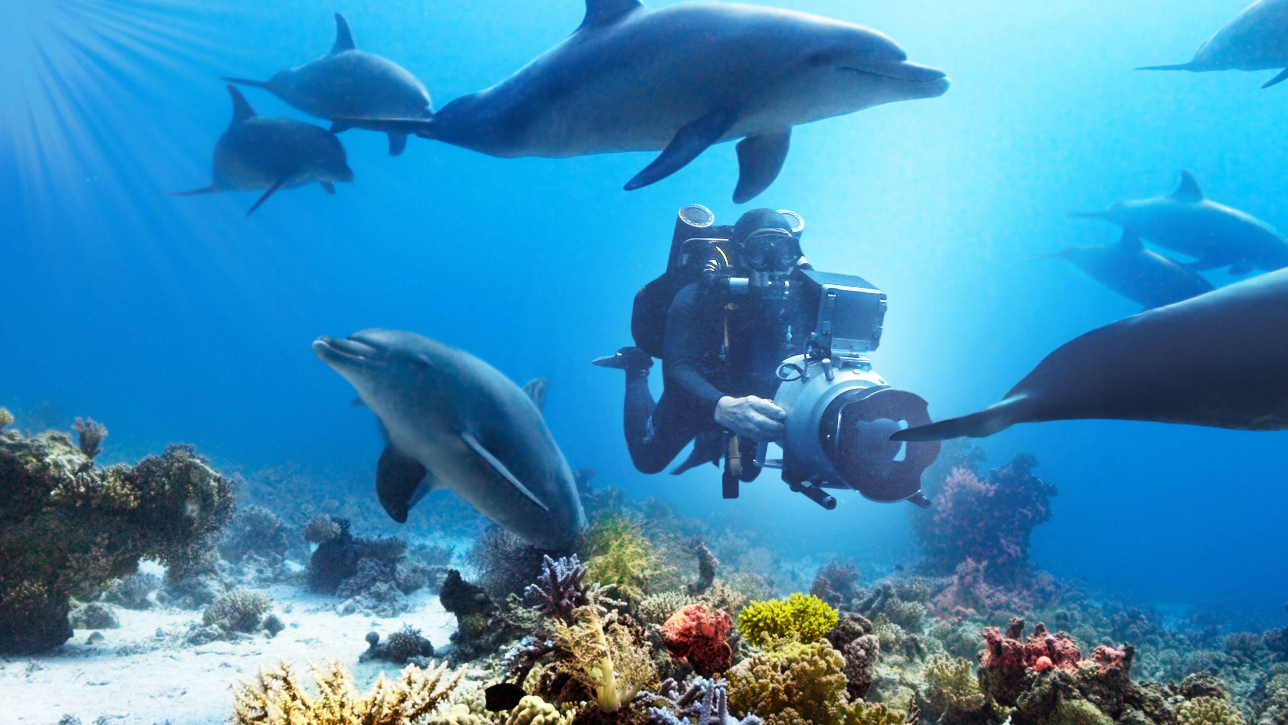 Cubierta de Nadando con delfines