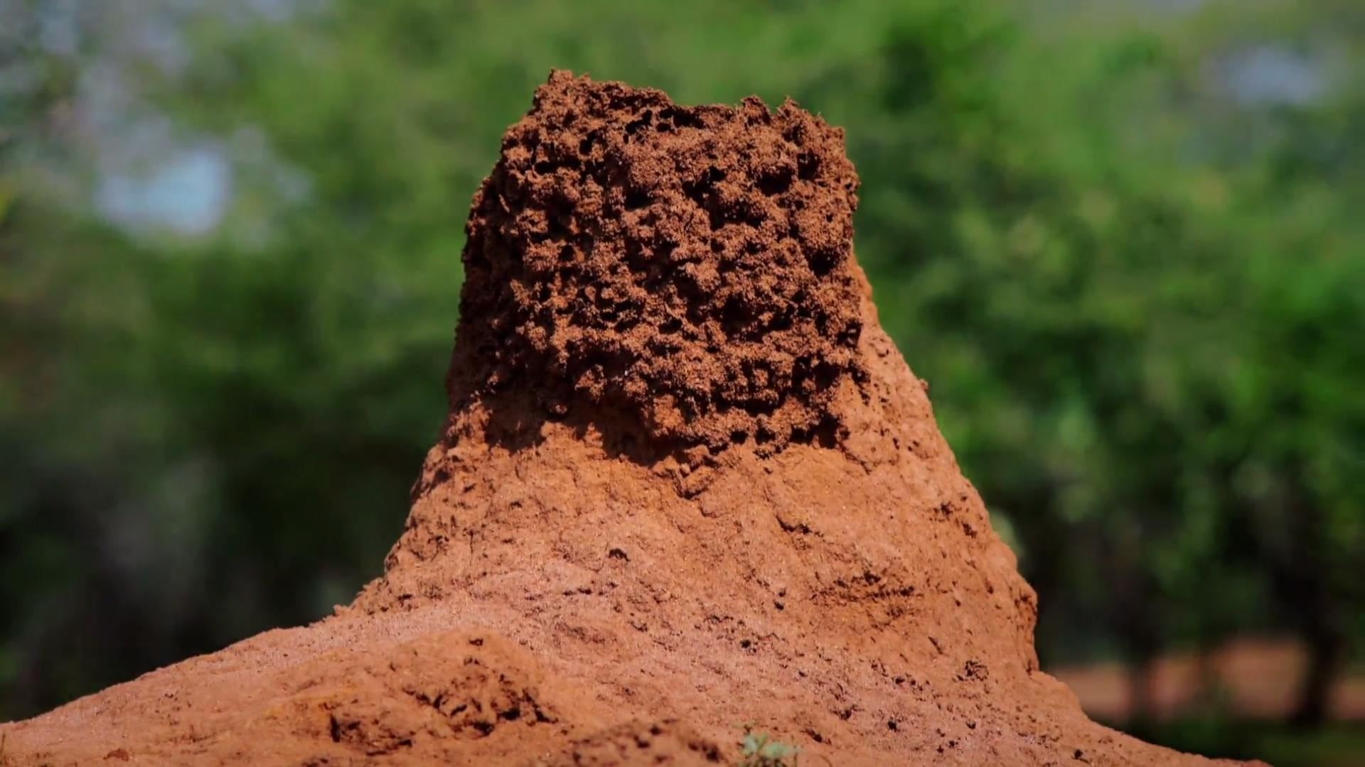 Cubierta de Termites: The Inner Sanctum