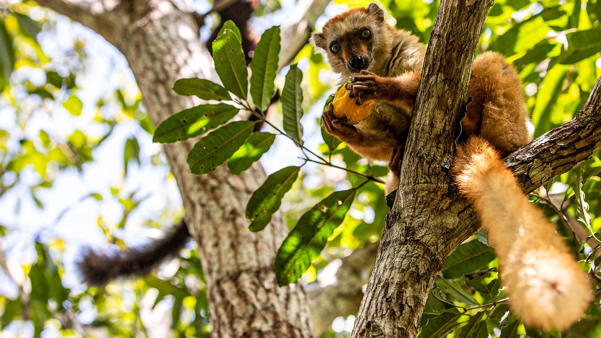 Cubierta de Primates