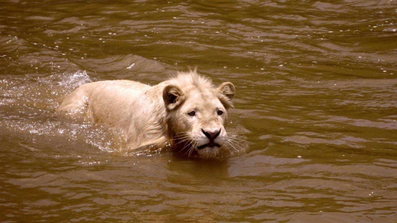 Cubierta de El león blanco (White Lion)