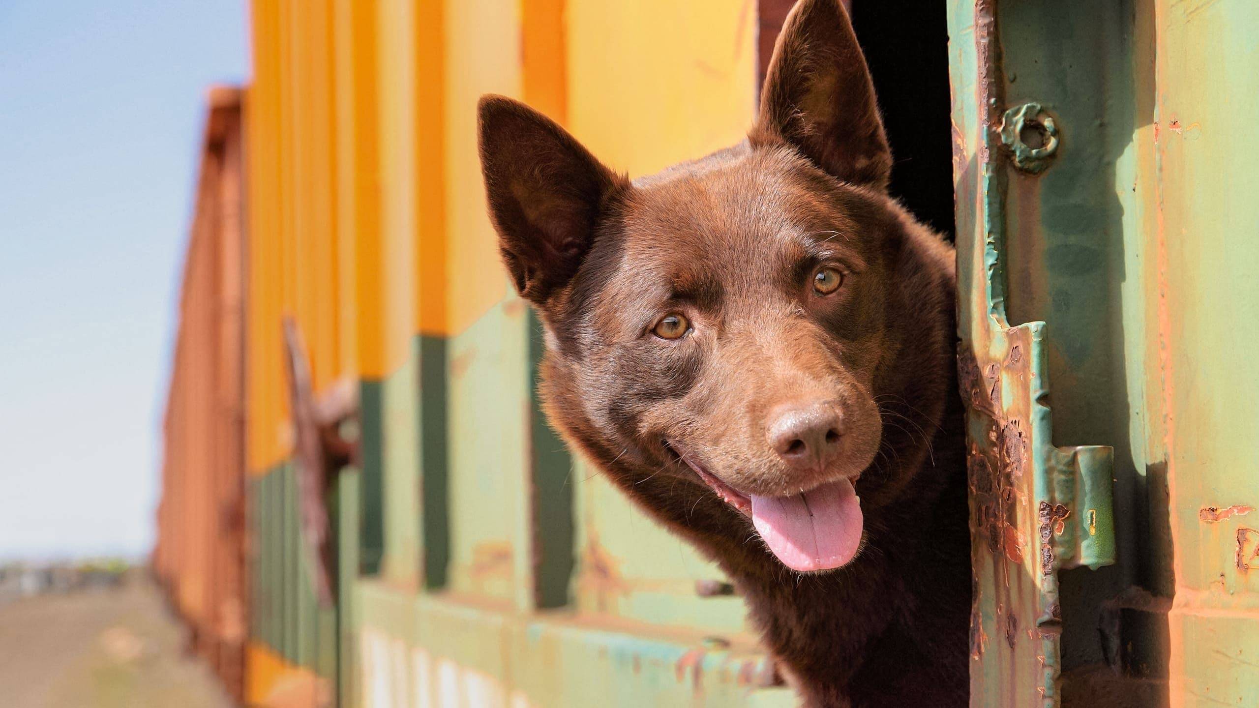 Cubierta de Koko: A Red Dog Story