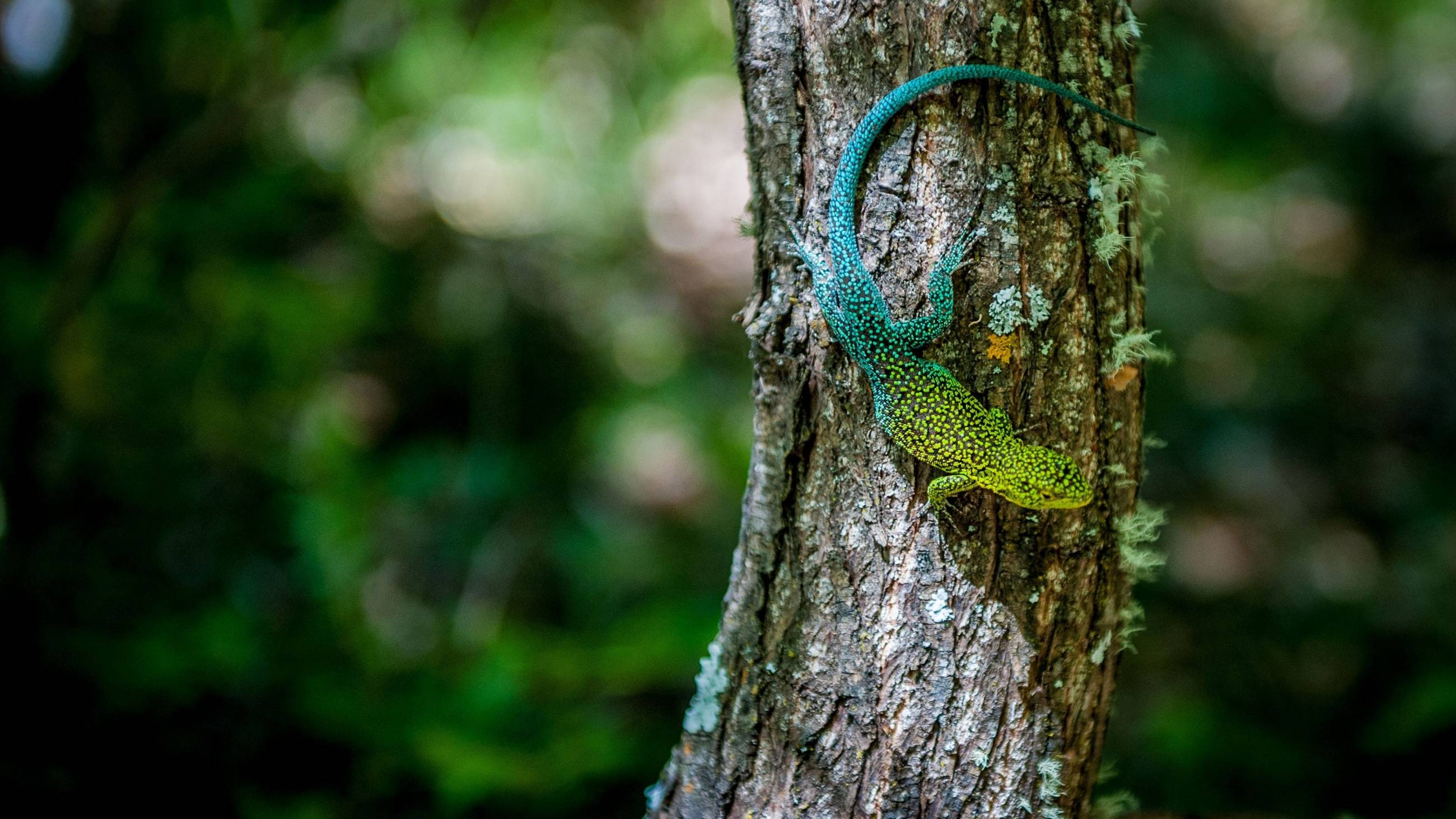 Cubierta de Wild Chile