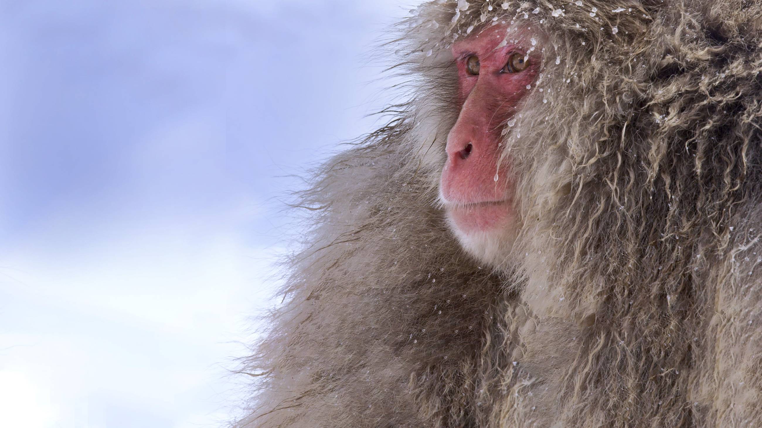 Cubierta de Snow Monkeys